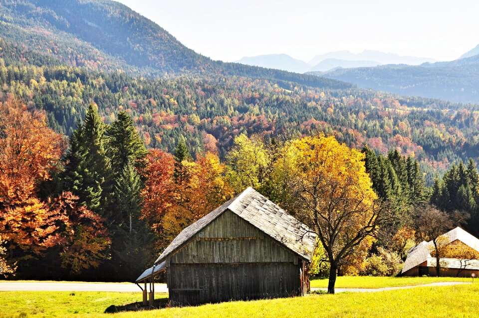 Autumn colours fall color nature
