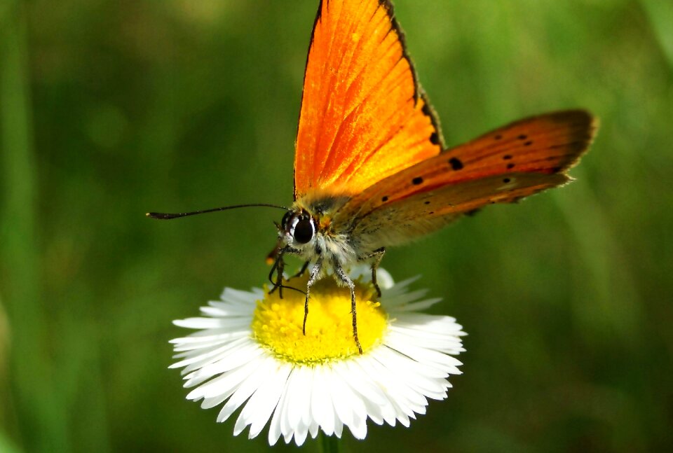Summer animals butterflies