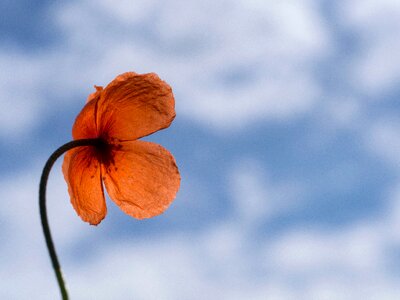 Sky orange petal