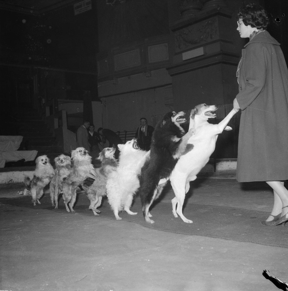 Repetitie bij Circus Strassburger in Carre, als paarden verlaten de honden de pi, Bestanddeelnr 911-9007