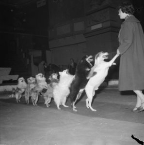 Repetitie bij Circus Strassburger in Carre, als paarden verlaten de honden de pi, Bestanddeelnr 911-9007