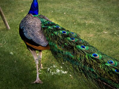 Bird green grass