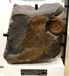 Pseudoneuqueniceras yokoyamai - National Museum of Nature and Science, Tokyo - DSC07011