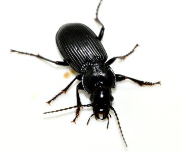 Pterostichus-melanarius-10-fws