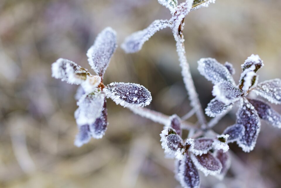 Season snow winter kingdom