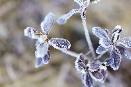 Season snow winter kingdom