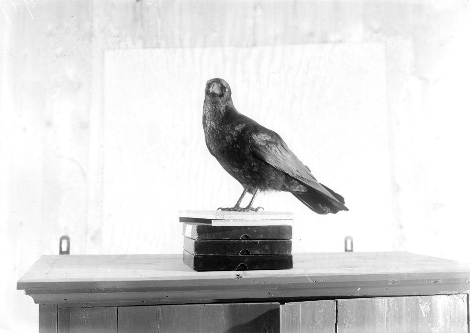 Reproducties, vogels, kraai, Bestanddeelnr 253-6904