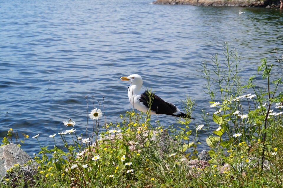 Trut stockholm fjäderholmarna