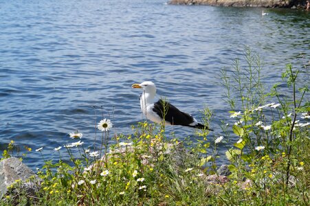Trut stockholm fjäderholmarna