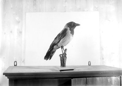 Reproducties, vogels, bonte kraai, Bestanddeelnr 253-6892
