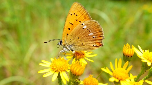 Flower plant butterfly day