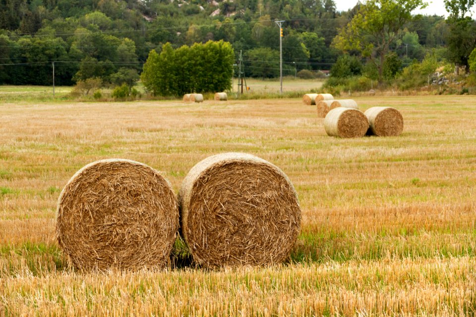 Round hay bales in Brodalen 2