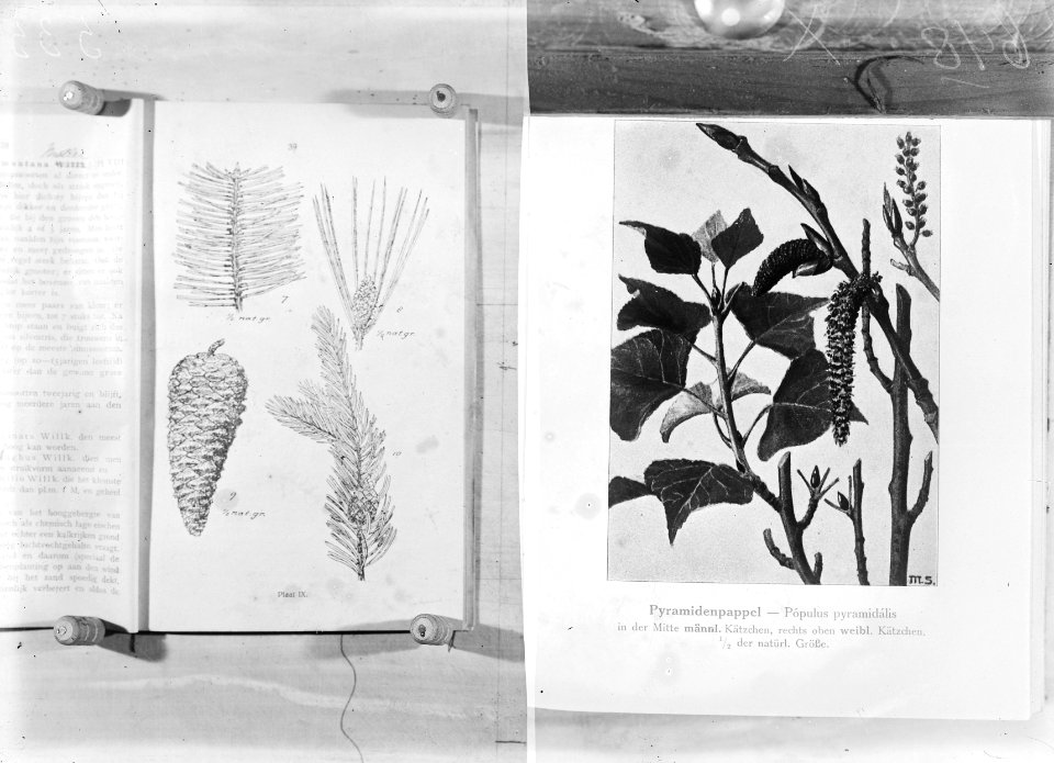 Reproducties, planten, populus nigra var italica, bergden, Bestanddeelnr 253-7179