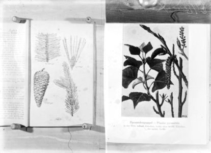 Reproducties, planten, populus nigra var italica, bergden, Bestanddeelnr 253-7179