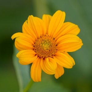 Ringelblume.Bluete