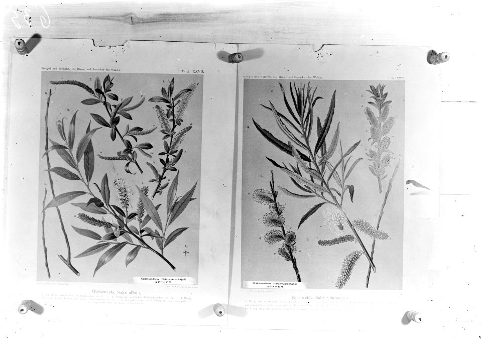 Reproducties, planten, salix viminalis, salix alba, Bestanddeelnr 253-7178