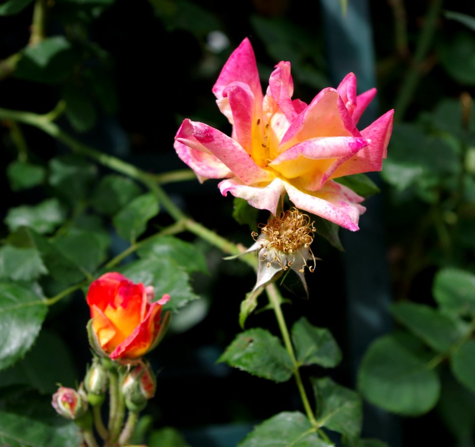 Promenade plantée - roses 6