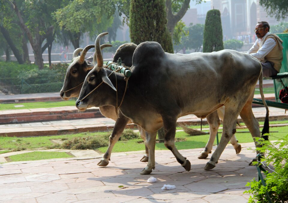 Bos primigenius taurus rural area animal
