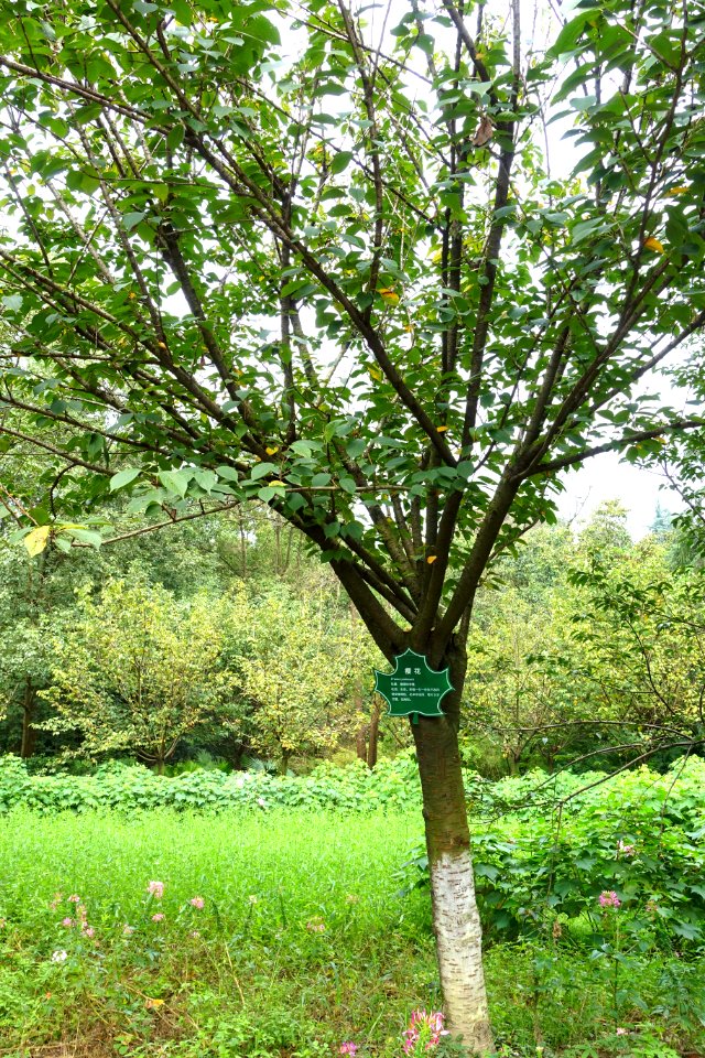 Prunus × yedoensis - Chengdu Botanical Garden - Chengdu, China - DSC03303