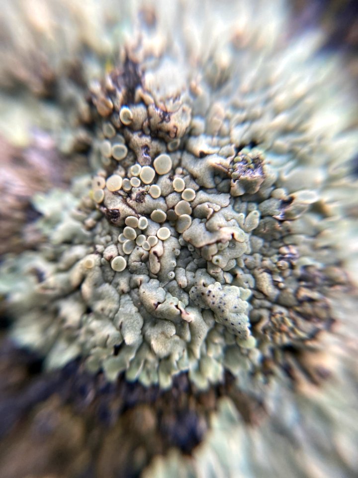 Protoparmeliopsis muralis 102630457