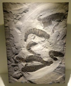 Pterygotus sp., sea scorpion, Late Silurian, Fiddlers Green Formation, Phelps Member, Herkimer County, New York, USA - Houston Museum of Natural Science - DSC01651