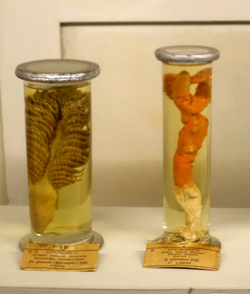 Pteroeides griseum and Alcyonium palmatum - Museu da Ciência da Universidade de Coimbra - University of Coimbra - Coimbra, Portugal - DSC09273
