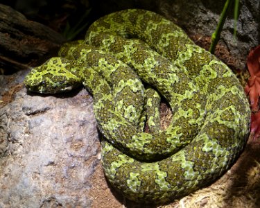 Protobothrops mangshanensis mang pitviper LA zoo top photo