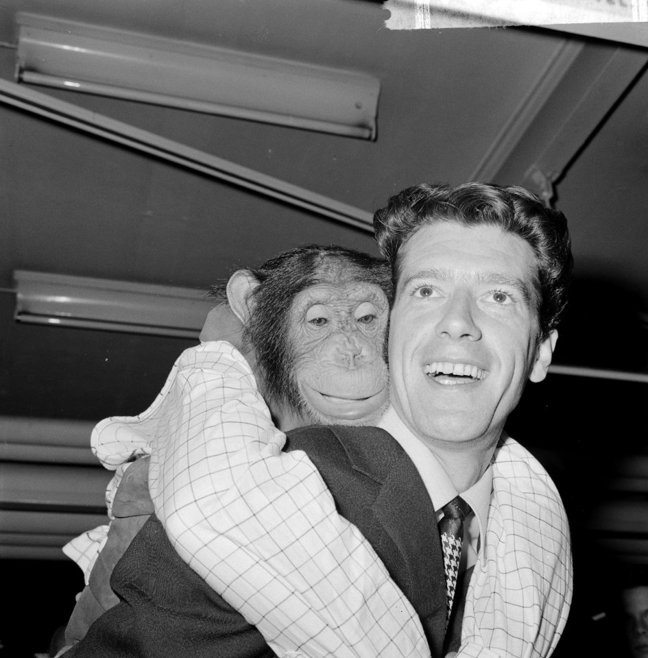 Rudi Carrell heeft de zilveren roos gewonnen. Rudi Carrell met chimpansee Plato , Bestanddeelnr 916-3520