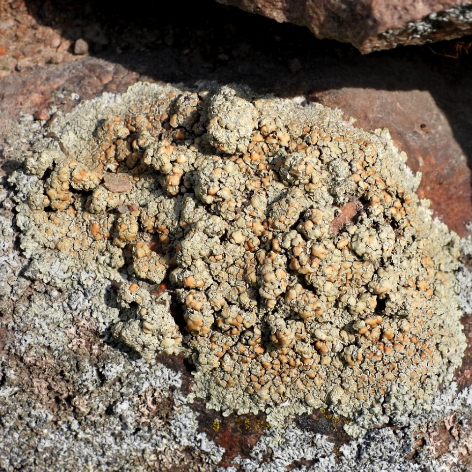 Protoparmeliopsis muralis 129577481