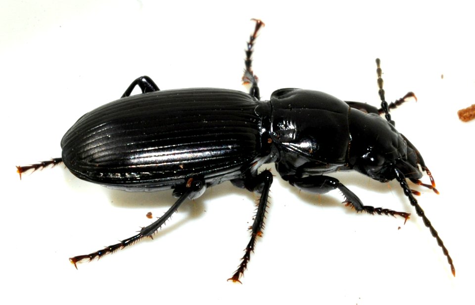 Pterostichus-madidus-10-fws