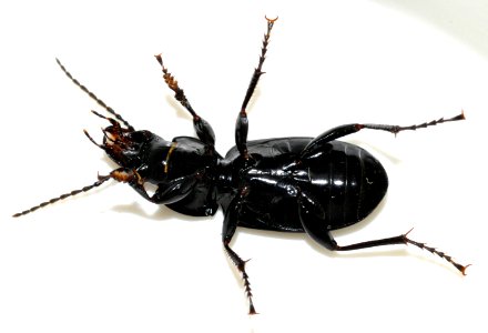 Pterostichus-melanarius-14-fws