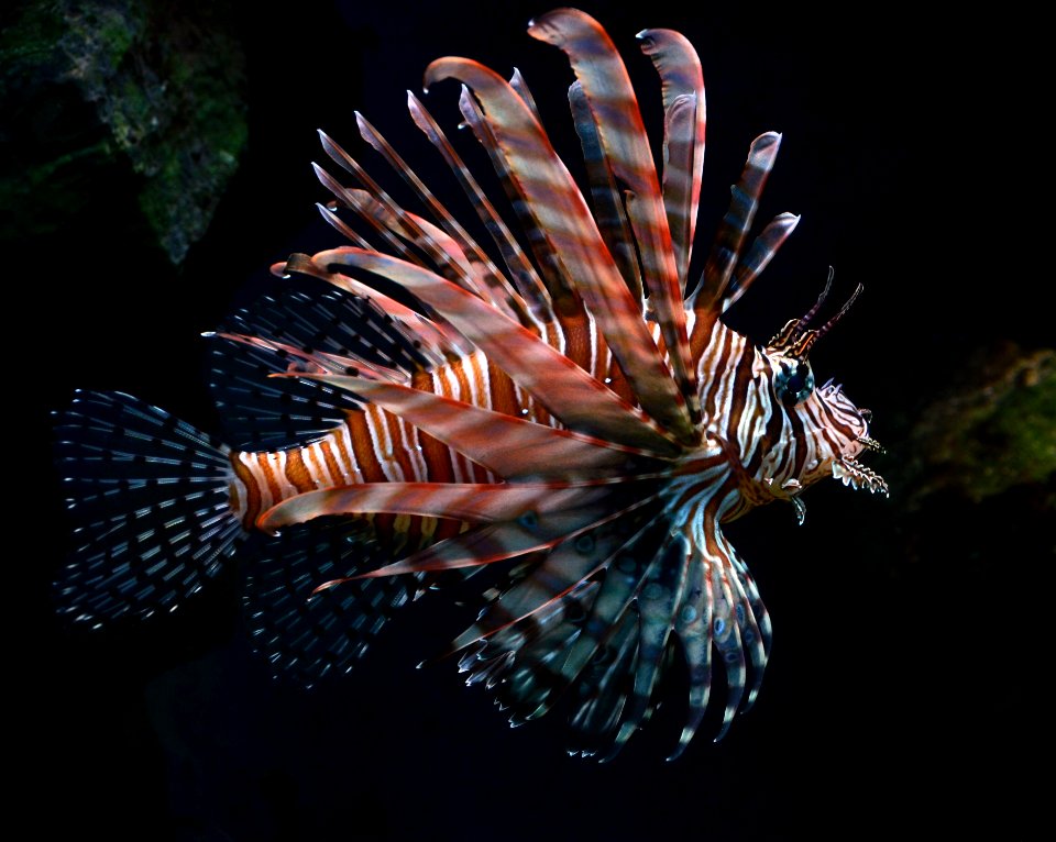 Pterois volitans Cologne Zoo 31122014 3