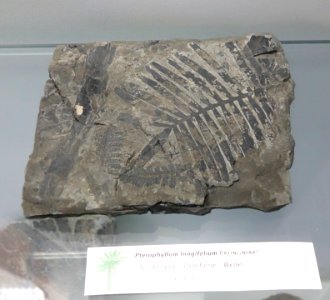 Pterophyllum longifolium fossil - Botanischer Garten, Dresden, Germany - DSC08505