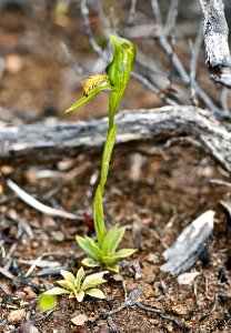 Pterostylis tasmanica 02 by Peter de Lange