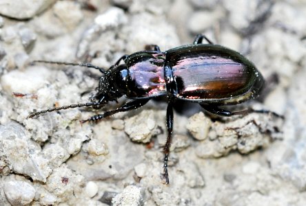 Pterostichus-burmeisteri-06-fws