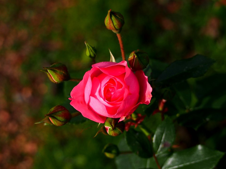 Rosenprofessor Sieber (rose)