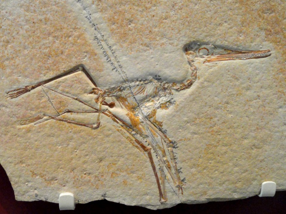 Pterodactylus elegans, Eichstatt, Germany, Late Jurassic - Royal Ontario Museum - DSC00047