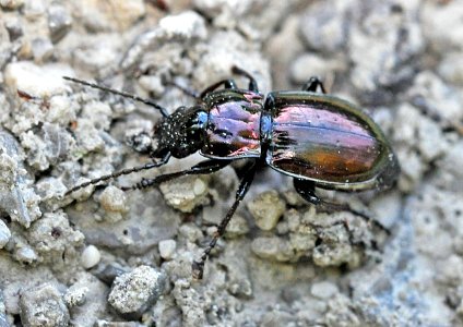 Pterostichus-burmeisteri-04-fws