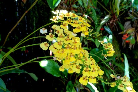 Rossioglossum ampliatum - Marie Selby Botanical Gardens - Sarasota, Florida - DSC00883