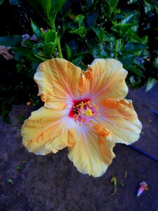 Flower hibiscus tenerife