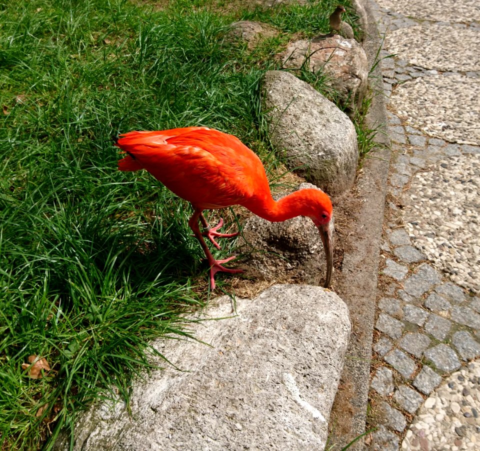 Roter Ibis (Eudocimus ruber) - 5