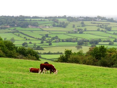 Pasture farm countryside photo