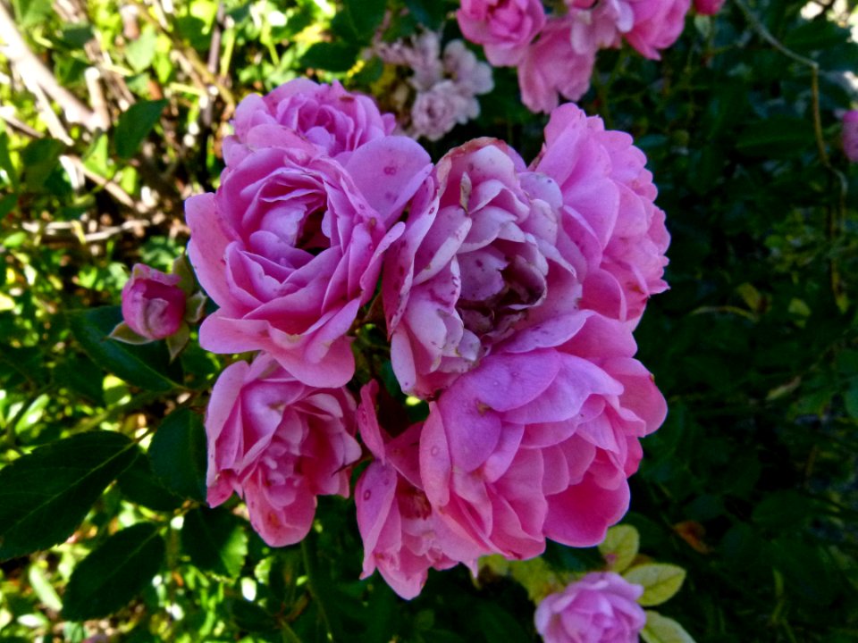 Roses du Jardin - Château du Moulin 2