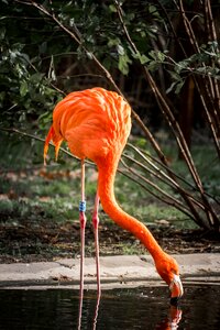 Water bird pink zoo photo