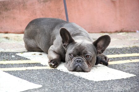 South gland st ives dogs