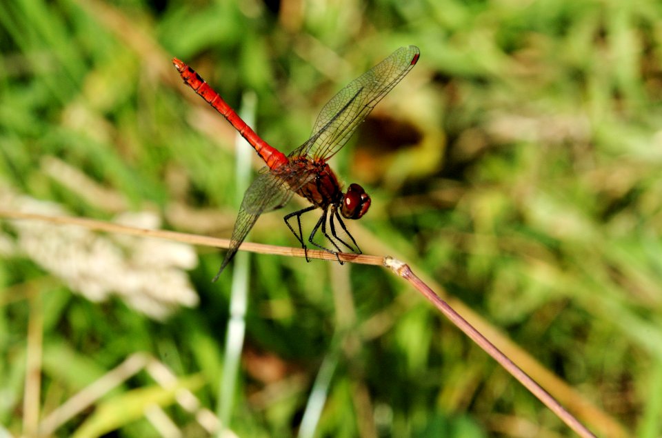 Ruddy-Darter-20050821-007