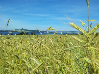 Grain grass summer photo