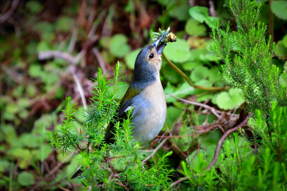 Songbird sitting animal