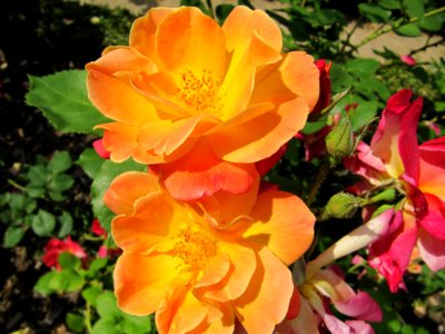 Roses jaunes et rouges