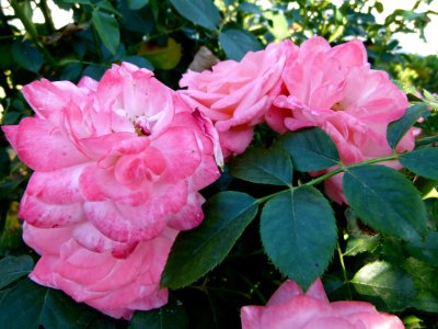 Roses au jardin de Bagatelle